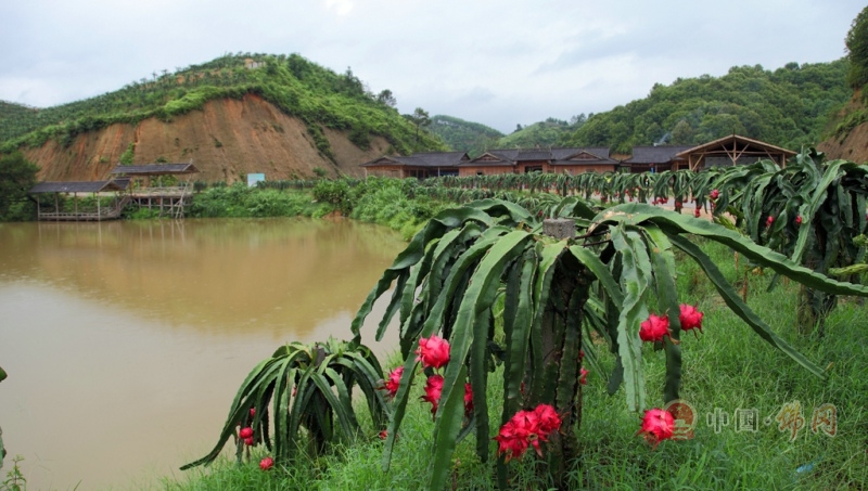 佛冈县政府门户网站--高岗的火龙果成熟啦