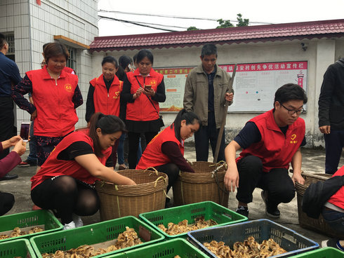 团县委联合志愿者为贫困户送去4500只鸡苗