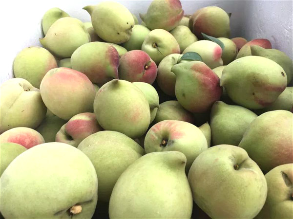 佛冈县政府门户网站--水头镇首届鹰嘴桃节开幕!三十三桃园正式开园!