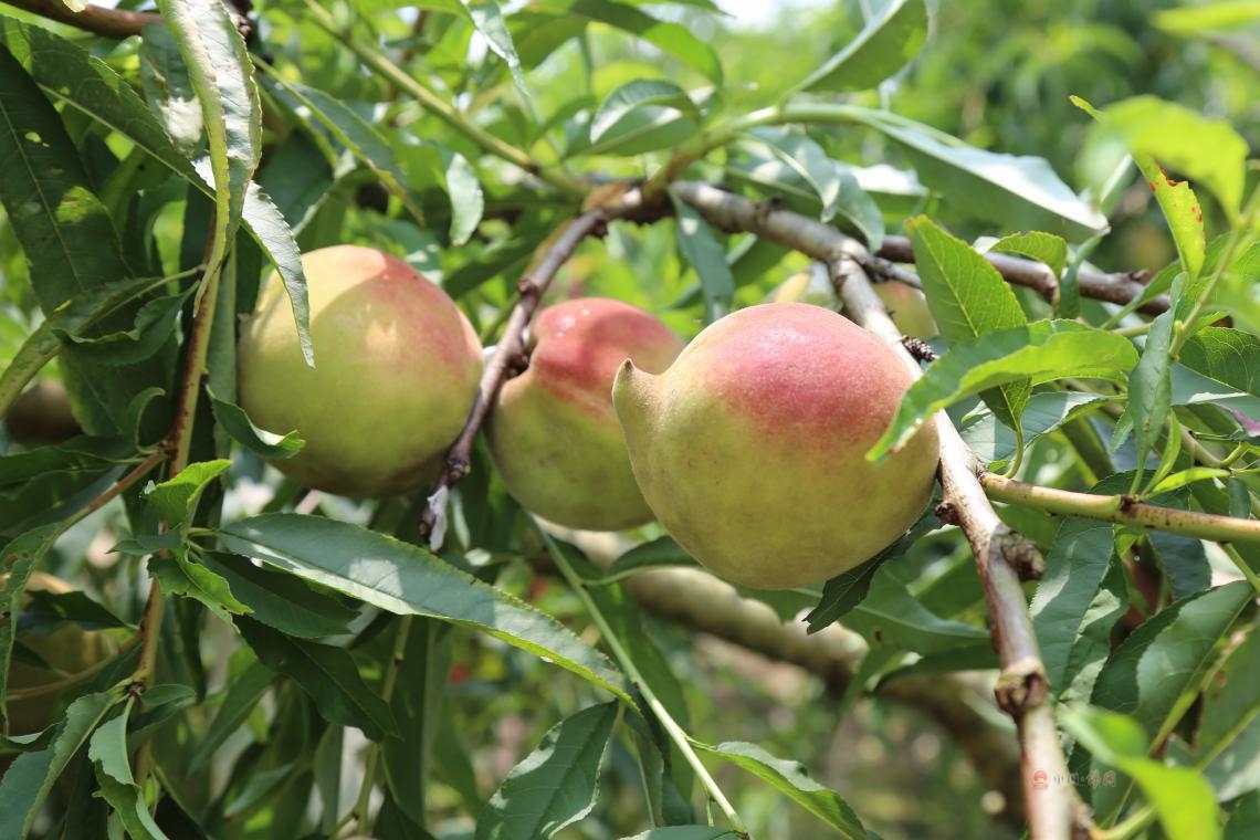 迳头鹰嘴桃丨今日开园,百亩甜爽来袭,吃货约起