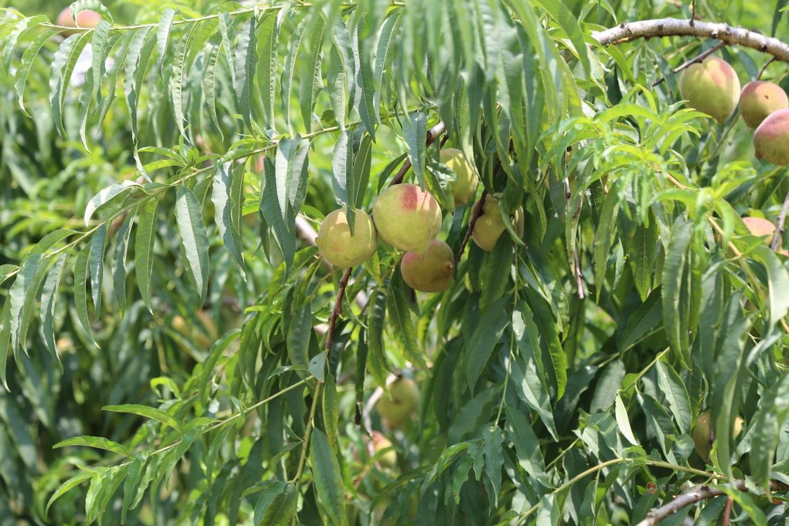 迳头鹰嘴桃丨今日开园,百亩甜爽来袭,吃货约起