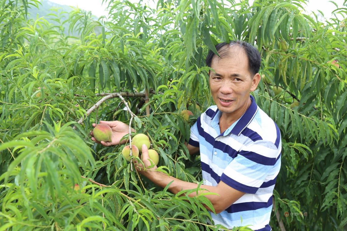 迳头鹰嘴桃丨今日开园，百亩甜爽来袭，吃货约起来!
