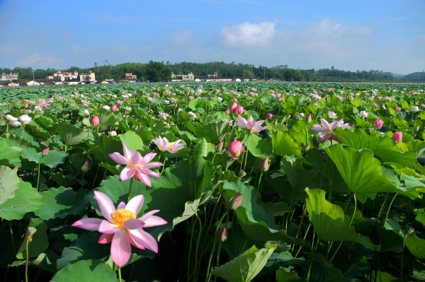 （黄超贤摄）IMG_7565_gaitubao_941x627.jpg