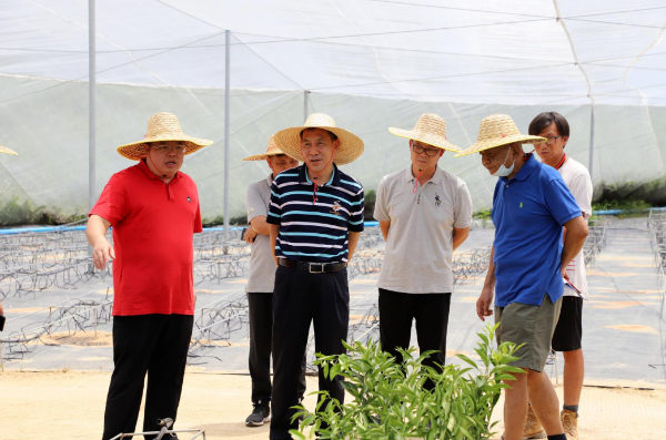 县委书记董和平率队到广佛（佛冈）产业园和迳头镇大苗基地调研项目建设推进情况