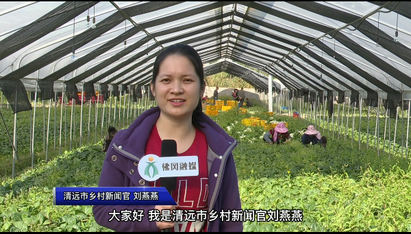 人大代表刘燕燕录制视频截图.jpg