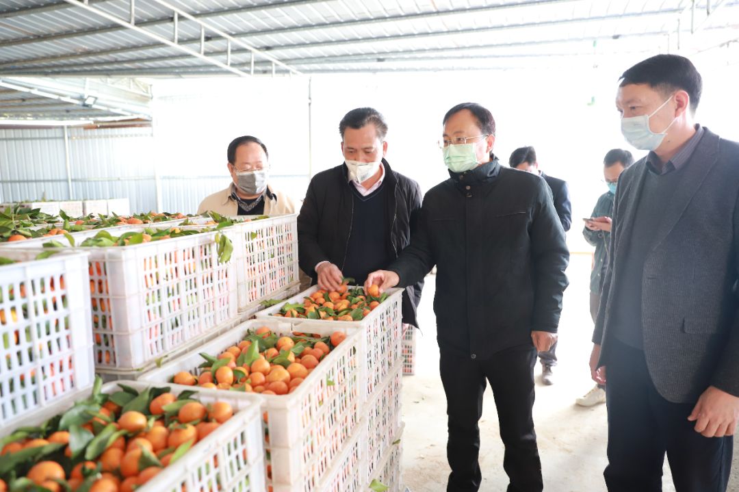 清远市委常委、宣传部部长崔建军率队到佛冈检查指导疫情防控和农产品宣传推广等工作