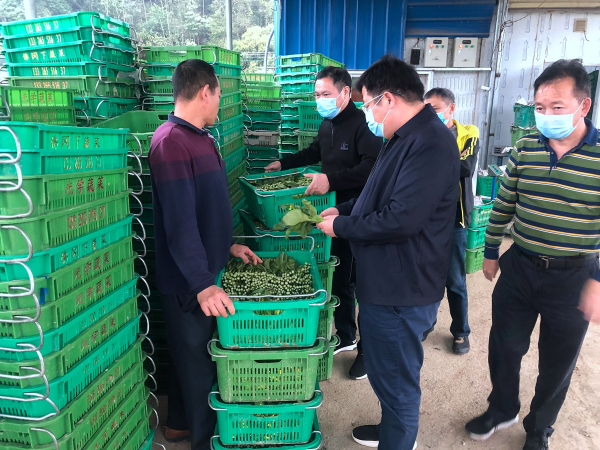 县委副书记袁卫国到石角镇和汤塘镇调研春耕生产情况