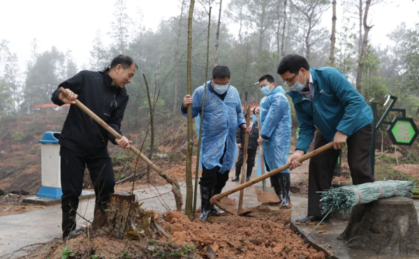 书记县长带头义务植树720株   生态佛冈添新绿