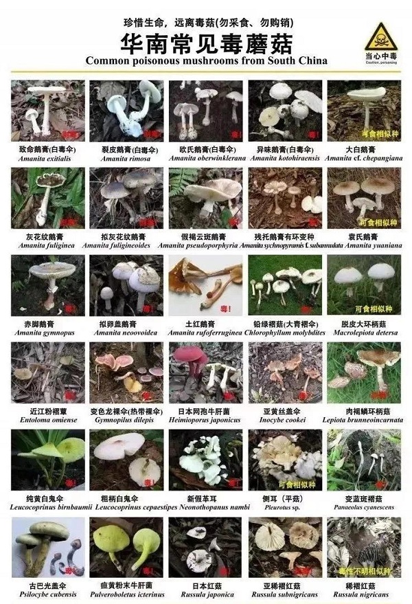 佛冈县食药安办关于预防野生蘑菇中毒的风险提示2.jpg
