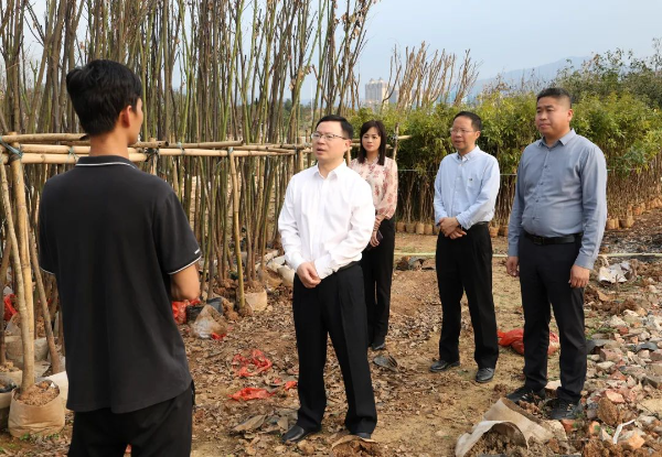 县委副书记、县长江红平率队到龙凤新区苗圃基地调研绿美佛冈生态建设工作