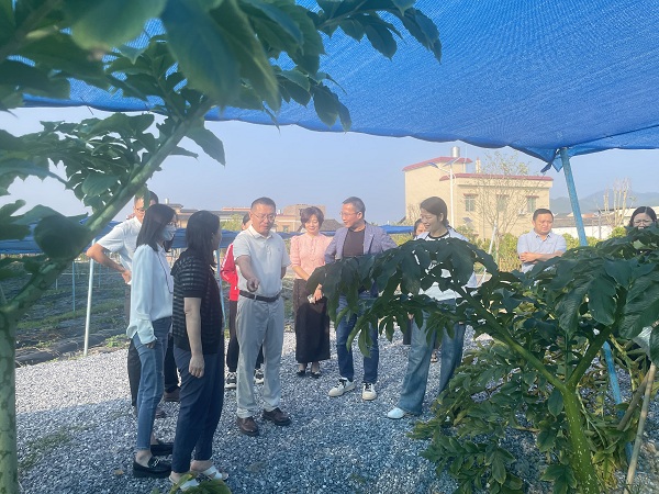 广东省魔芋高效种植标准化试点顺利通过验收1.jpg