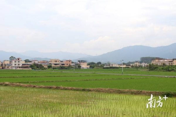 8月，完成耕地整理的新联村连片水田绿意初绽。罗沅琪 摄