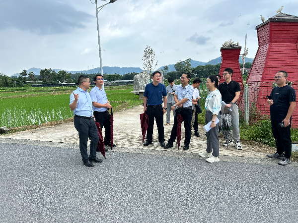 调研江门鹤山市鹤城镇城西村全域土地综合整治工作.jpg