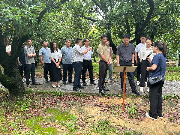 1.调研高州市根子贡园荔枝文化和千年古荔枝树保护情况.jpg